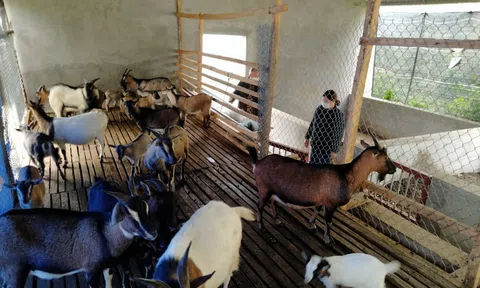 Tuyên Quang: Hổ trợ chăn nuôi dê sinh sản ở Lâm Bình