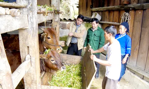 Hà Giang: Phòng chống dịch bệnh cho đàn vật nuôi dịp cuối năm