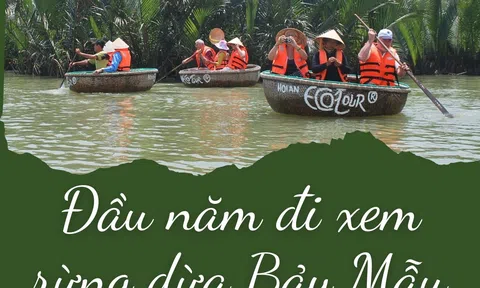 Quảng Nam: Đầu năm đi xem rừng dừa Bảy Mẫu