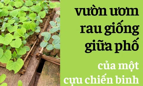 Đà Nẵng: Đi xem vườn ươm rau giống giữa phố của một cựu chiến binh