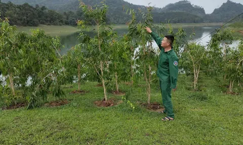 Trồng tràm trên vùng đất bán ngập lòng hồ Thuỷ điện Tuyên Quang
