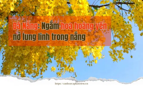 Đà Nẵng: Ngắm hoa hoàng yến nở lung linh trong nắng